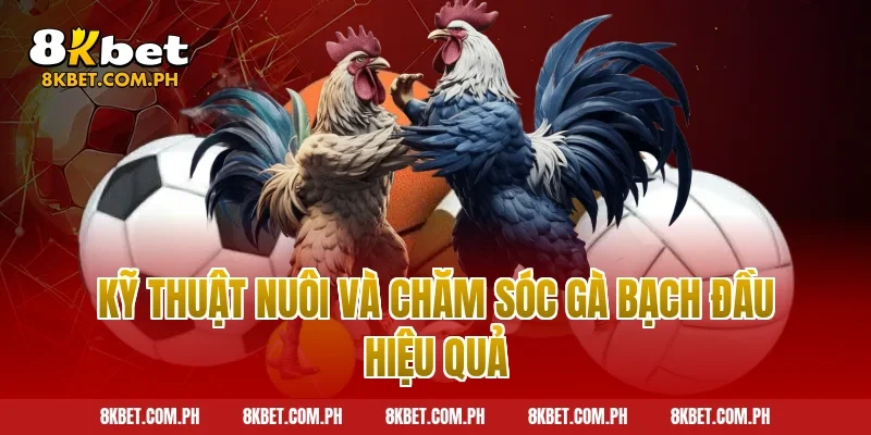 Kỹ thuật nuôi và chăm sóc gà bạch đầu hiệu quả
