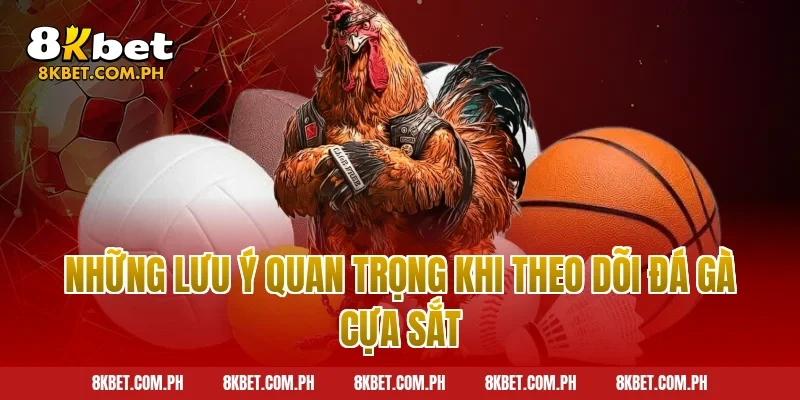 Những lưu ý quan trọng khi theo dõi đá gà cựa sắt