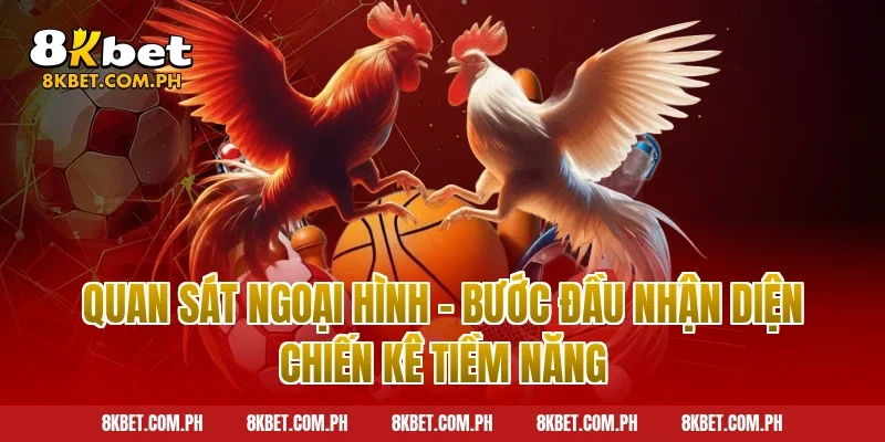 Quan sát ngoại hình – Bước đầu nhận diện chiến kê tiềm năng